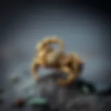 Craftsmanship of Scorpion Rings Intricate design of a scorpion ring showcasing craftsmanship