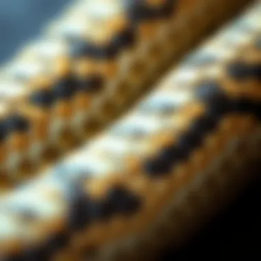 Close-up of snakeskin texture highlighting craftsmanship